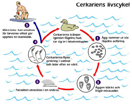Bild över cerkariens livscykel