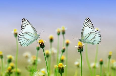 Två fjärilar sitter på blommor