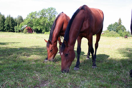 Hästar som betar i en hage i Frändefors.