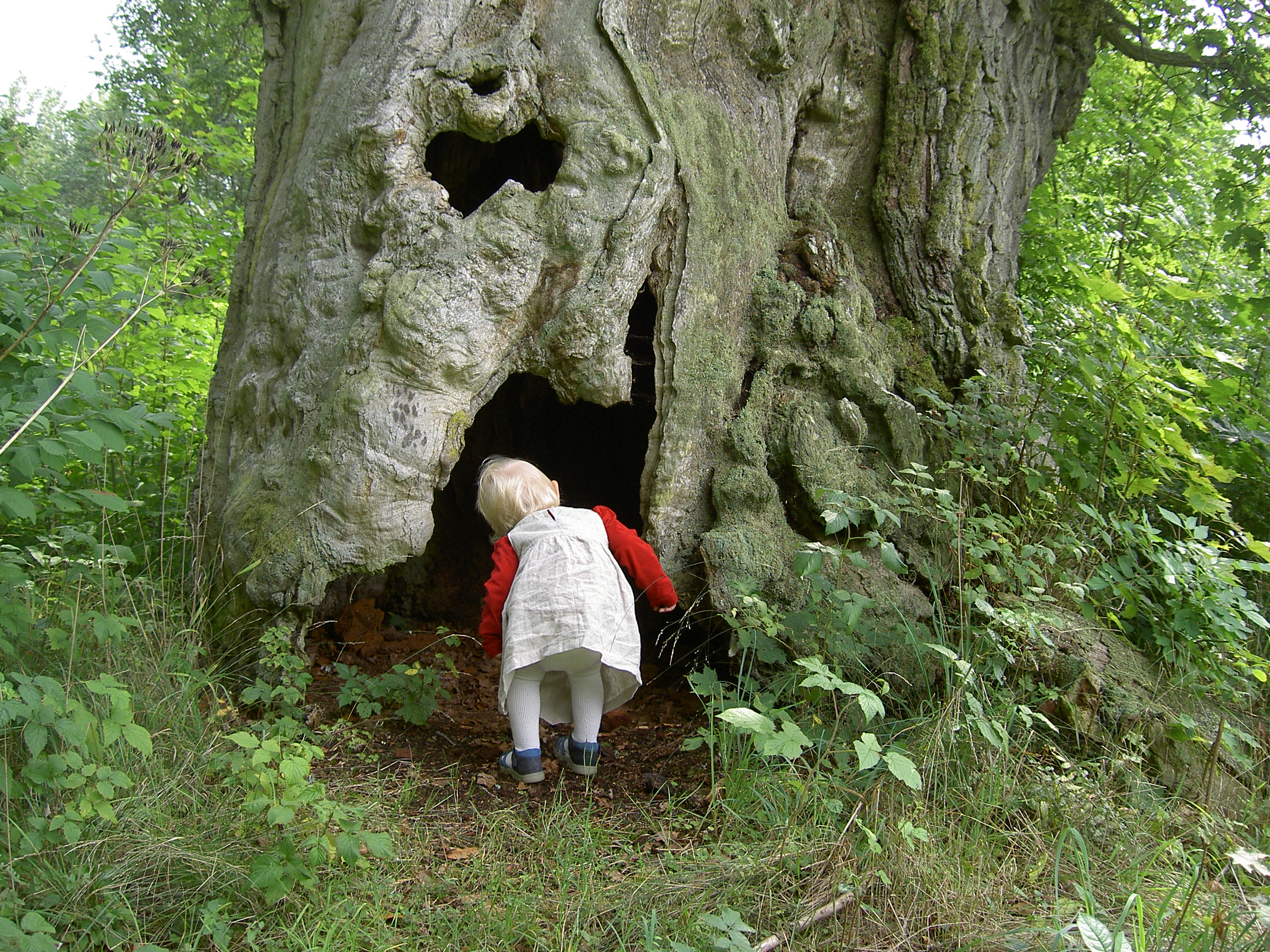 Bilden föreställer ett barn som tittar in i ett hål i ett stort träd